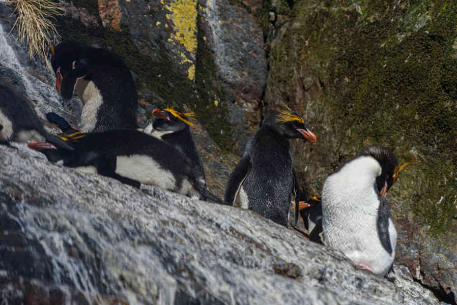 Pingüino Macaroni - islas Georgias del Sur 34.jpg